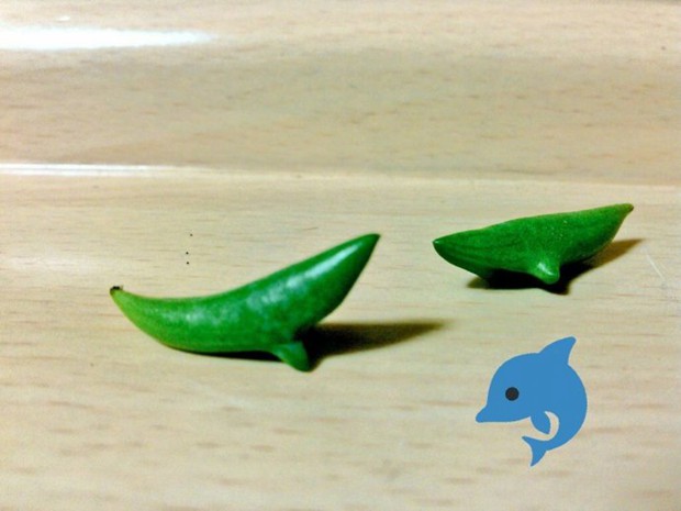 多肉植物界的新晋网红，海豚弦月多肉图片欣赏_WWW.TQQA.COM