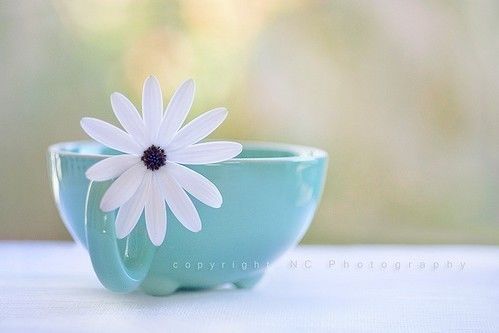 小杯、小瓶、小灌、小清新_WWW.TQQA.COM