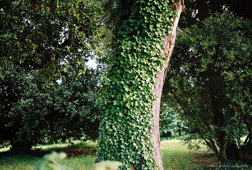 很多时候我更愿意去养一棵植物_WWW.TQQA.COM