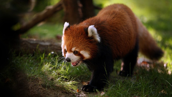 可爱的小熊猫动物美图图片_WWW.TQQA.COM