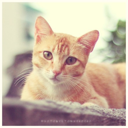 潜伏在鼓浪屿上的喵星人 猫咪美图_WWW.TQQA.COM
