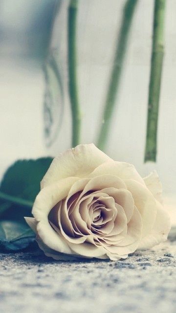 很想说我已经习惯了一个人_WWW.TQQA.COM