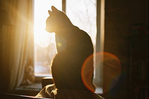 你好，前方有一只猫咪_唯美可爱猫咪图片_WWW.TQQA.COM