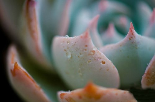 鲜嫩多汁的多肉植物唯美图片分享喽_WWW.TQQA.COM