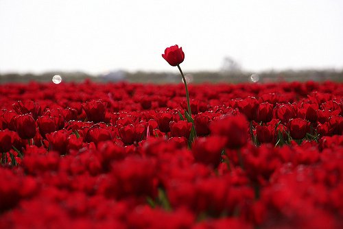 你可以装傻，但不可以不放下 -小清新图片_WWW.TQQA.COM