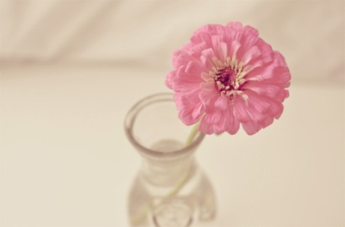 没有勇气说真话的我们  粉色调小清新图片_WWW.TQQA.COM