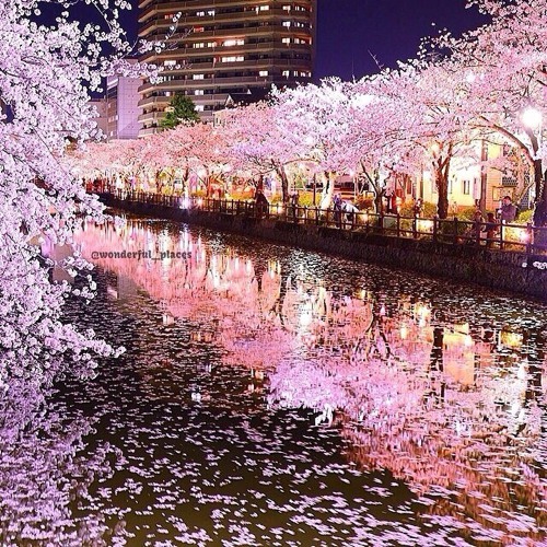 想要和你一起去看花海 唯美花朵小清新图片_WWW.TQQA.COM