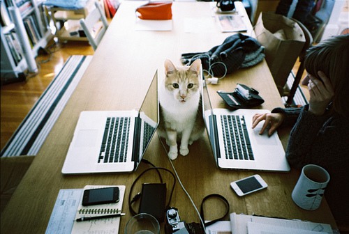 宛如天使般存在的猫咪_猫咪美图_WWW.TQQA.COM