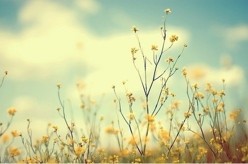 带着幸福回荡在花开漫野的风里_WWW.TQQA.COM