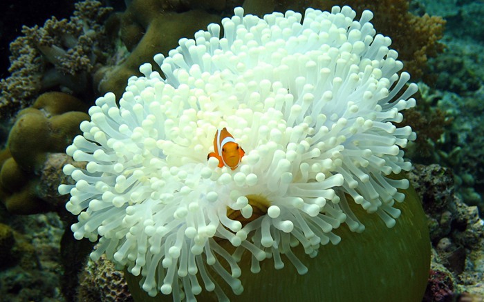 水下热带雨林珊瑚的唯美图片_WWW.TQQA.COM