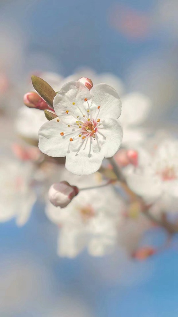 你好五月，尽情的绽放花朵吧_小清新樱花图片_WWW.TQQA.COM