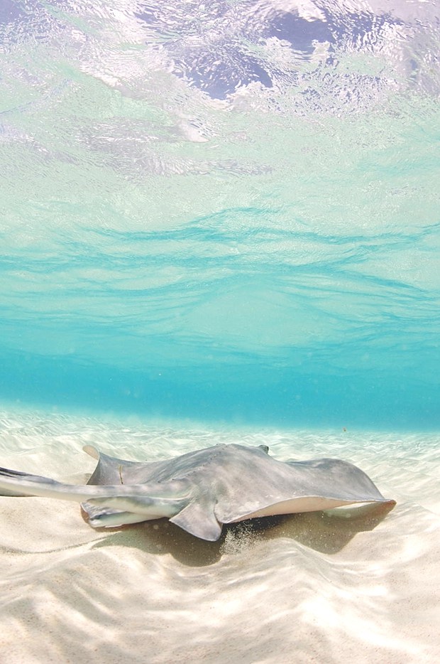 关于水中的鱼的唯美文艺美图_WWW.TQQA.COM