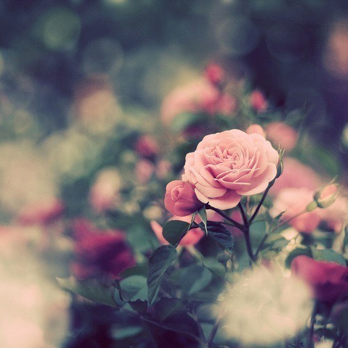花  美图_WWW.TQQA.COM