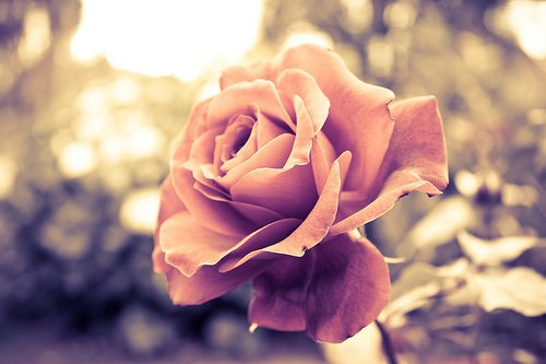 吹起花瓣犹如破碎的流年_WWW.TQQA.COM