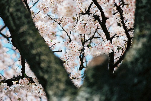 想去有樱花的地方走走 日系风格樱花图片_WWW.TQQA.COM