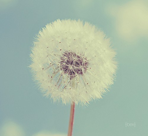 一组超唯美梦幻的蒲公英美图_WWW.TQQA.COM