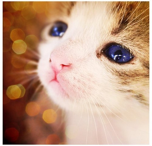 唯美的萌系猫咪美图_WWW.TQQA.COM