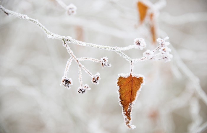 结霜的花草植物美景图片_WWW.TQQA.COM
