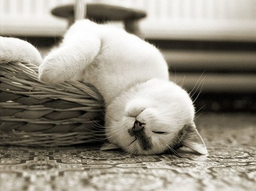 唯美的萌系猫咪美图_WWW.TQQA.COM