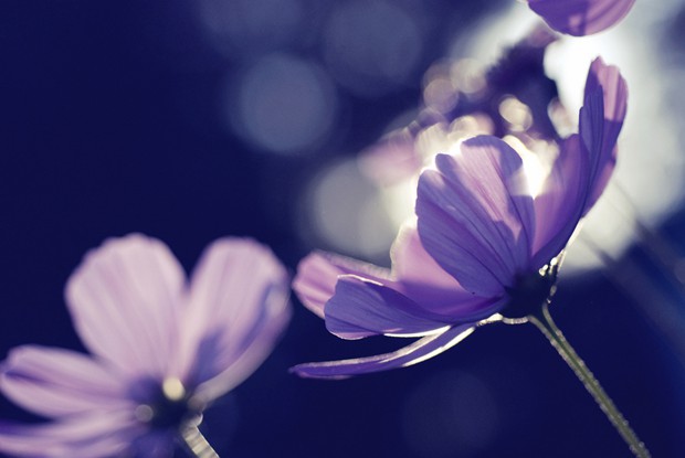 好看的紫色花朵意境小清新美图_WWW.TQQA.COM