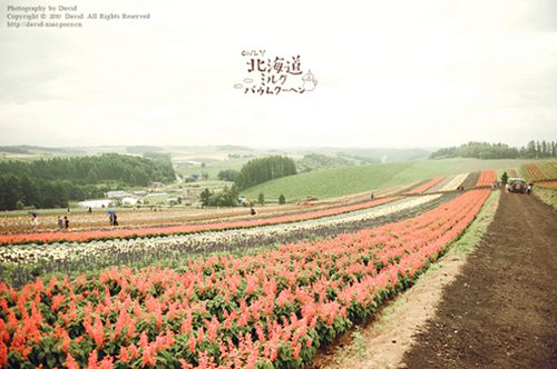 北海道日系小清新摄影图片分享_WWW.TQQA.COM