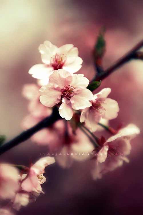 莫怪花太貪，只因花事未了，情未了 优美花朵小_WWW.TQQA.COM