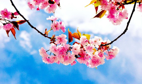 好看又浪漫的樱花小清新图片分享_WWW.TQQA.COM