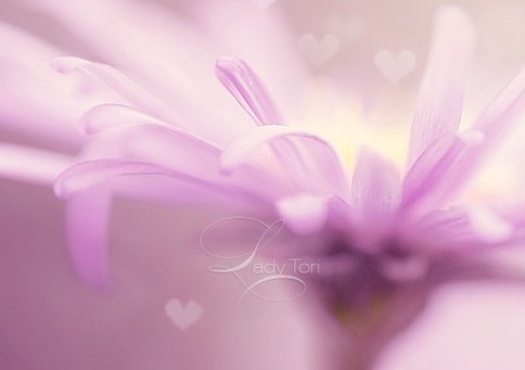 梵花劫_WWW.TQQA.COM