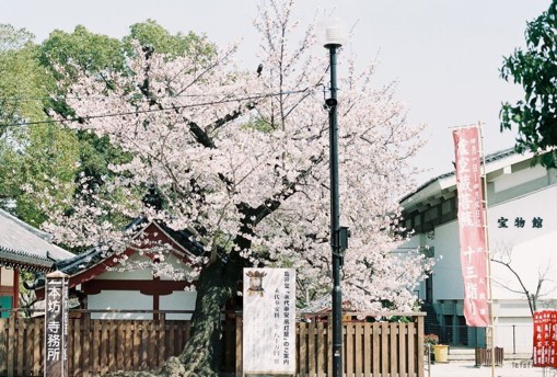 唯美又清新的日本樱花图片，花期很短但超级美_WWW.TQQA.COM