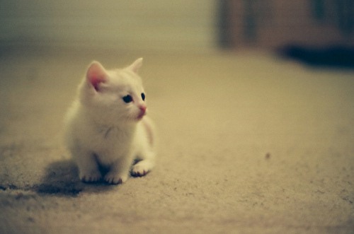 好吧，我就是个猫控 猫咪美图_WWW.TQQA.COM