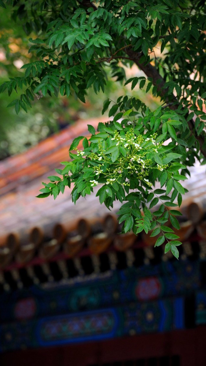 生机盎然的故宫紫禁城风景图片_WWW.TQQA.COM