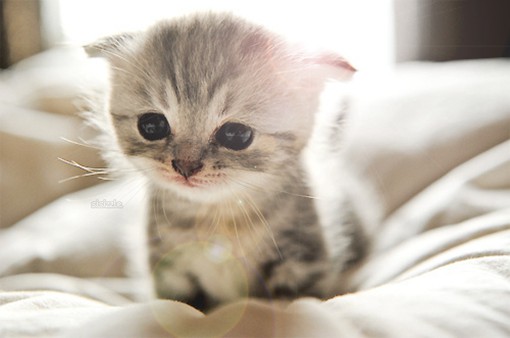 超萌超卡哇伊的猫咪幼崽的唯美特写小清新图片_WWW.TQQA.COM