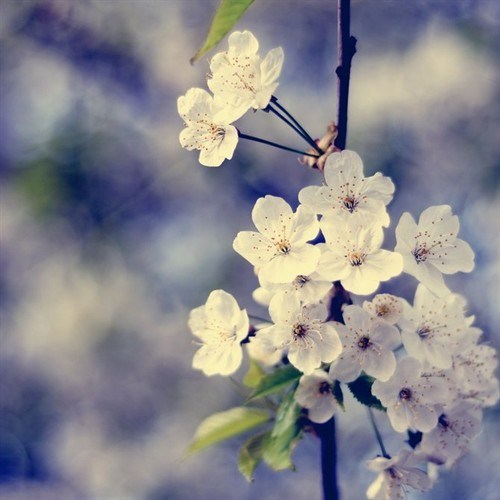 花开静绵，一壁芬芳_WWW.TQQA.COM