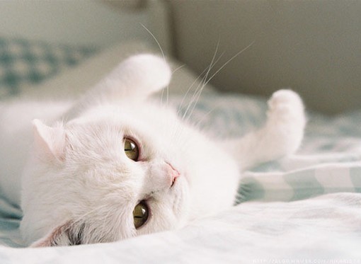 你好，前方有一只猫咪_唯美可爱猫咪图片_WWW.TQQA.COM