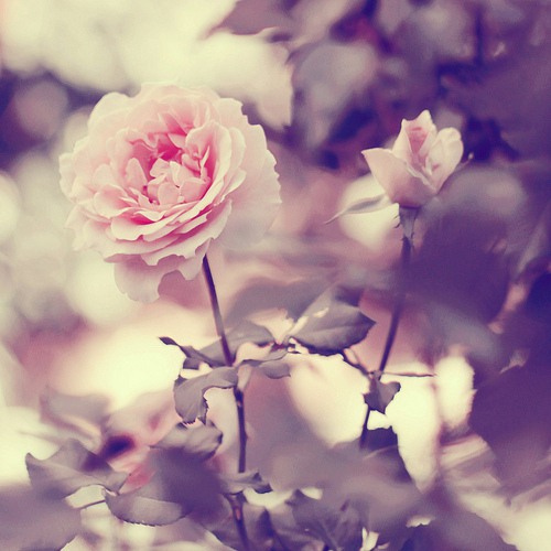 花  美图_WWW.TQQA.COM