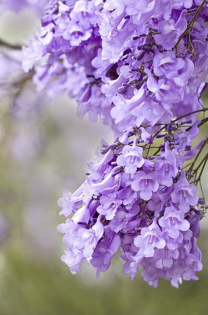 原来这朵紫花叫蓝花楹，好看的蓝花楹唯美图片_WWW.TQQA.COM