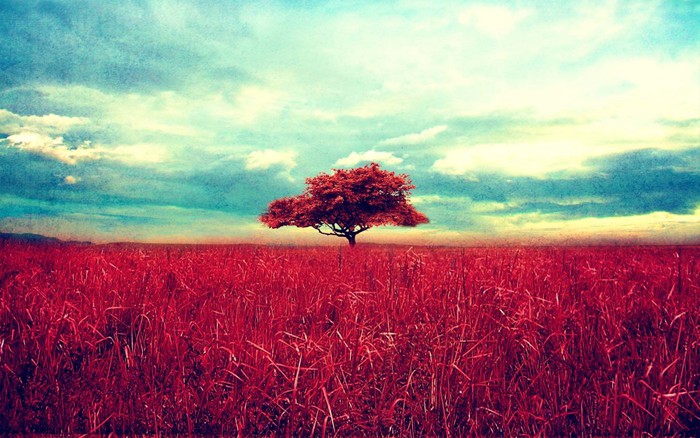 一棵很美很有意境的树的美图_WWW.TQQA.COM