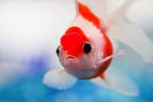 你说金鱼会有忧伤感么_WWW.TQQA.COM