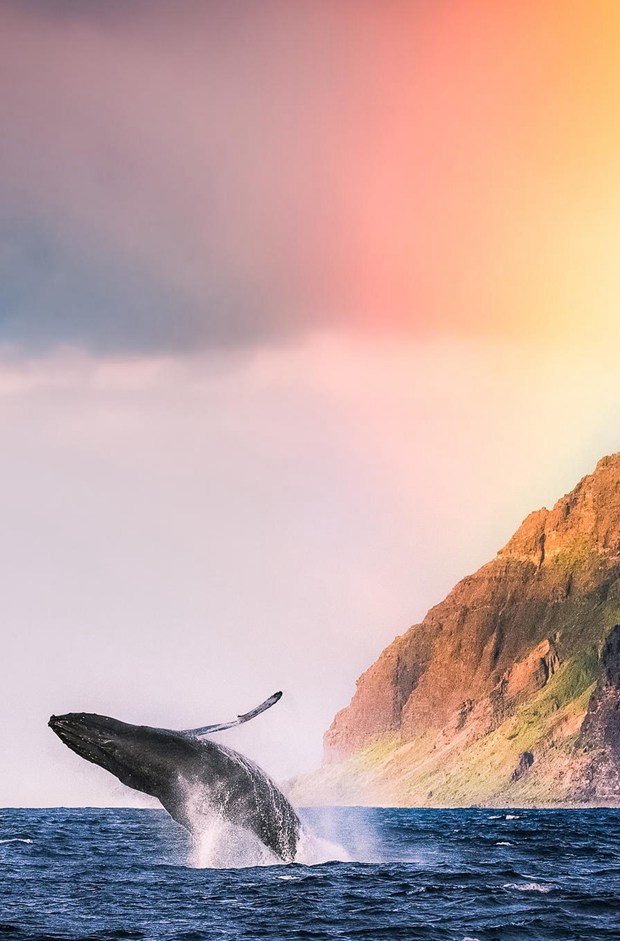 关于水中的鱼的唯美文艺美图_WWW.TQQA.COM