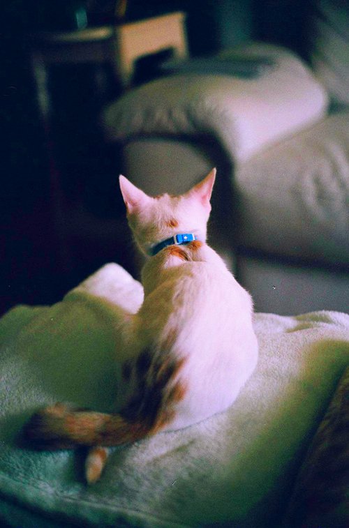 嘿嘿，你喜欢小猫咪吗_WWW.TQQA.COM
