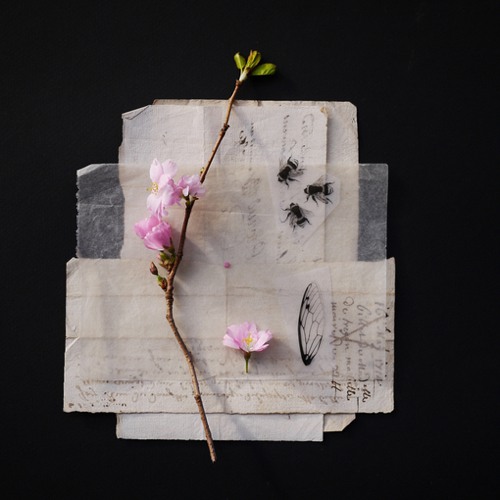 日系小清新风格的静物摄影美图作品_WWW.TQQA.COM