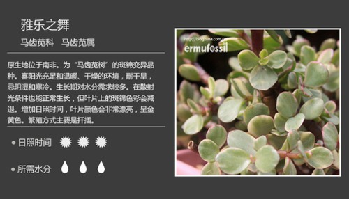 多图详解多肉植物，你懂不呀？_WWW.TQQA.COM