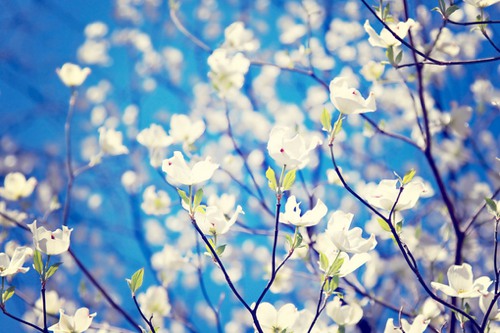 梦里花落知多少 小清新花朵图片带字_WWW.TQQA.COM