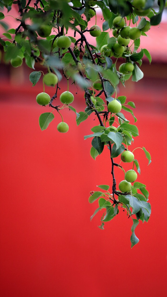 生机盎然的故宫紫禁城风景图片_WWW.TQQA.COM