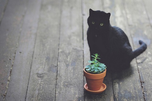 和这样一只猫咪，静坐庭前，赏花落_WWW.TQQA.COM