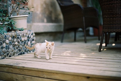 来～猫咪，跟我一起走吧_WWW.TQQA.COM