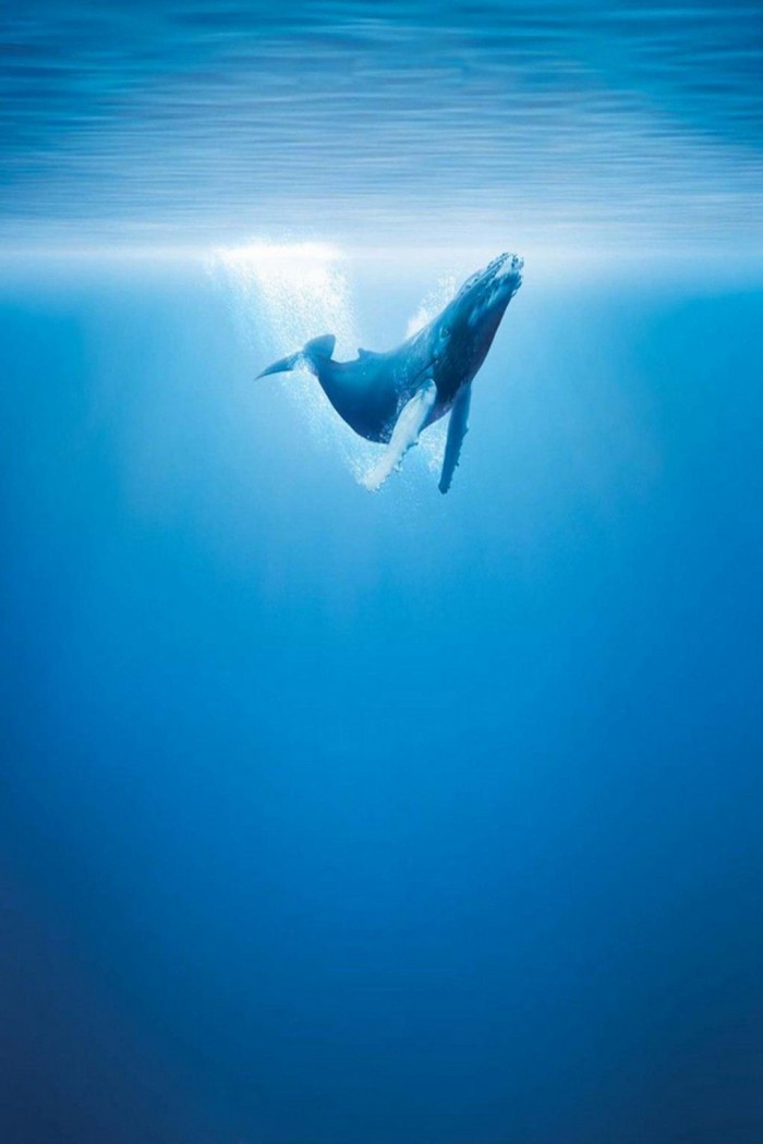 深海中的鲸鱼唯美高清图片_WWW.TQQA.COM