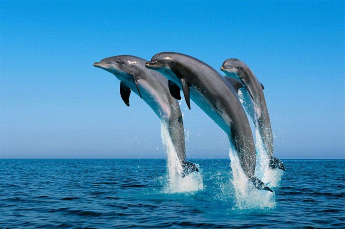 水中精灵海豚的高清唯美图片_WWW.TQQA.COM