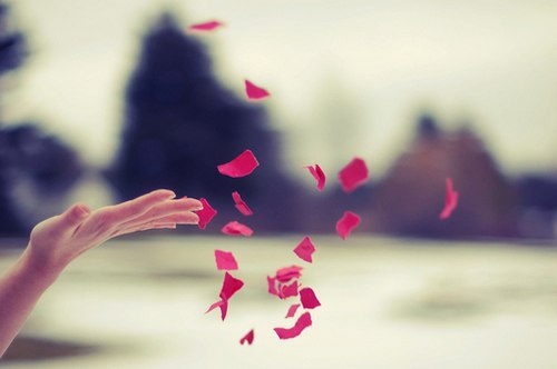 花、海 -小清新_WWW.TQQA.COM