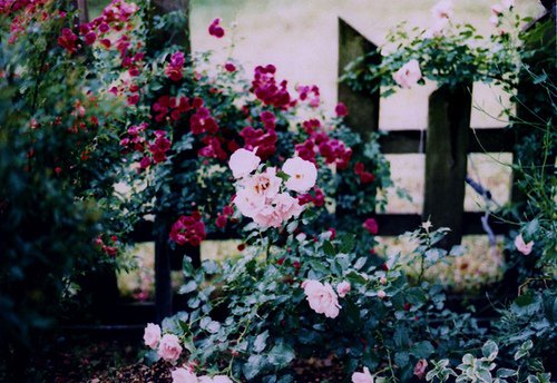 你可以装傻，但不可以不放下 -小清新图片_WWW.TQQA.COM